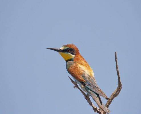 Iran Birding Tour – From Hyrcanian Forests To The Central Deserts Of Iran