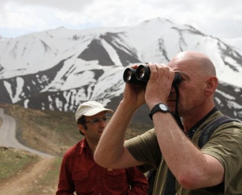 Iran Birding Tour – From Hyrcanian Forests To The Central Deserts Of Iran