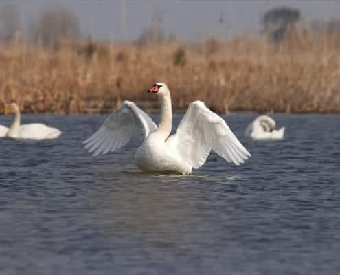 Iran Birding Tour – From Hyrcanian Forests To The Central Deserts Of Iran