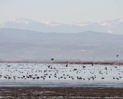 Iran Birding Tour – From Hyrcanian Forests To The Central Deserts Of Iran