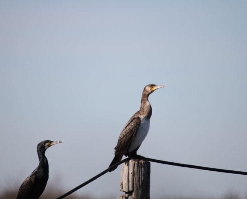 Iran Birding Tour – From Hyrcanian Forests To The Central Deserts Of Iran