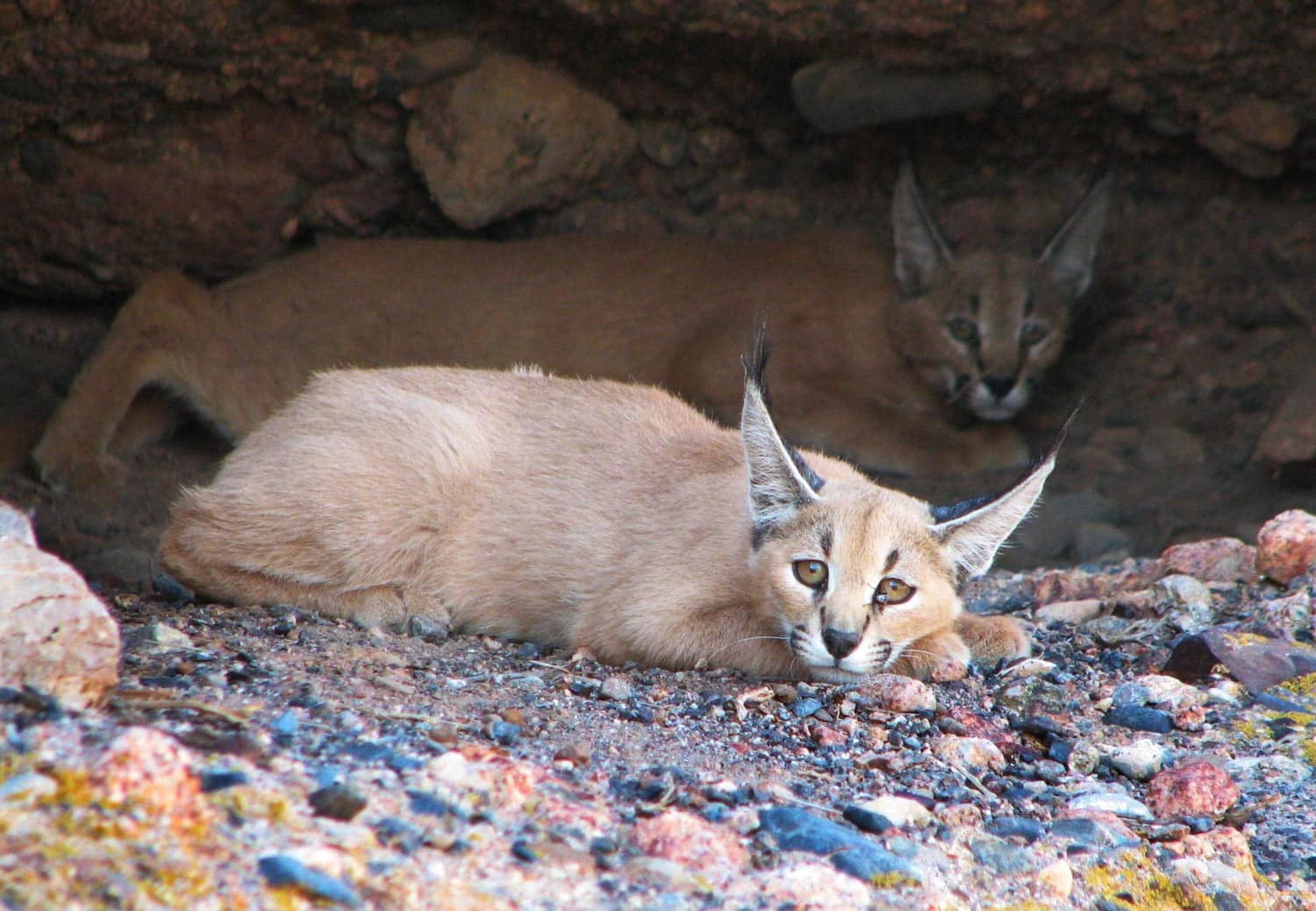 The Caracal is one of the small felid species and secretive animal in Iran