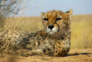 Asian or Iranian Cheetah