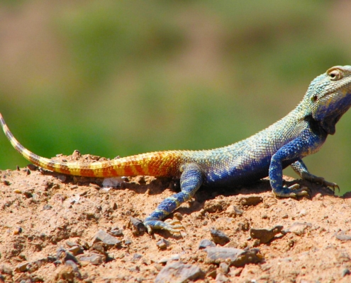 Brilliant ground agama in the Khar Turan National Park