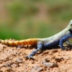Brilliant ground agama in the Khar Turan National Park