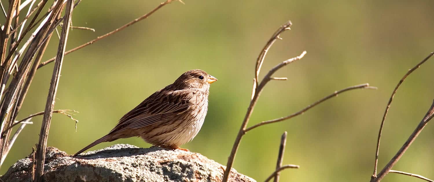 Miankaleh Peninsula Bird Watching