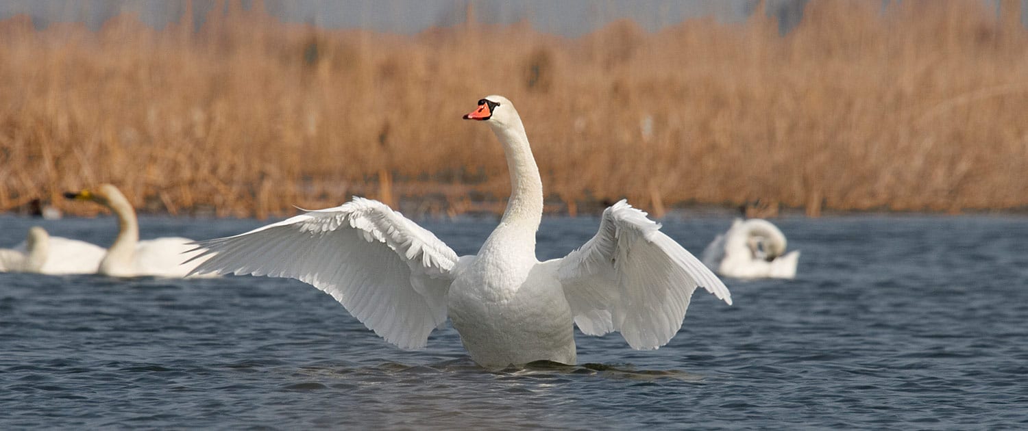Miankaleh Peninsula Bird Watching