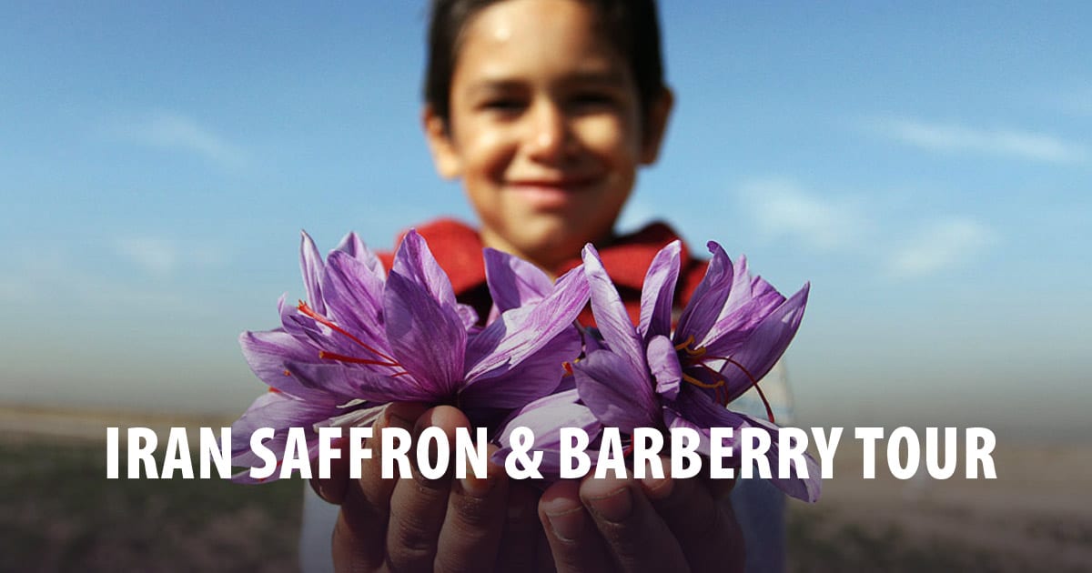 Iran Saffron And Barberry Tour In 7 Days Surfiran Iran Saffron And Barberry Tour In 7 Days Surfiran