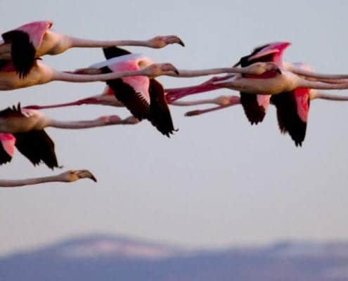 Iran Bird Watching Tours Iran Birding Tours