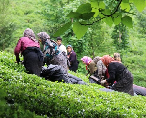 Iran tea tasting tour