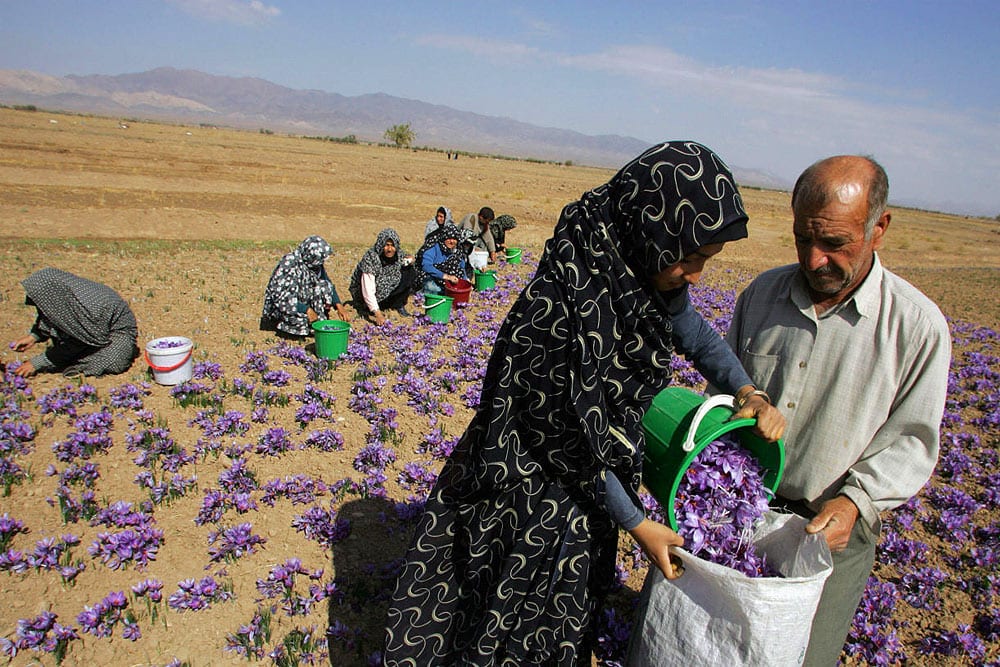 Iranian Saffron Tour