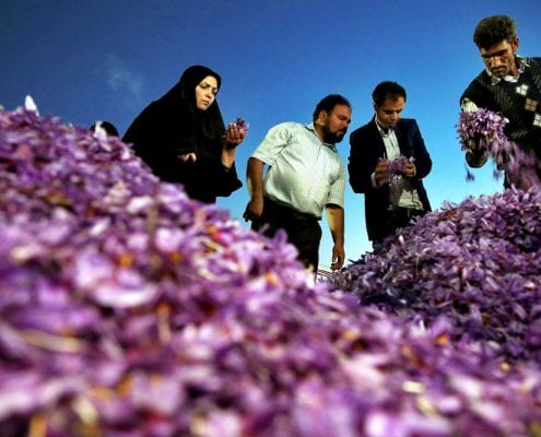 Iranian Saffron Tour