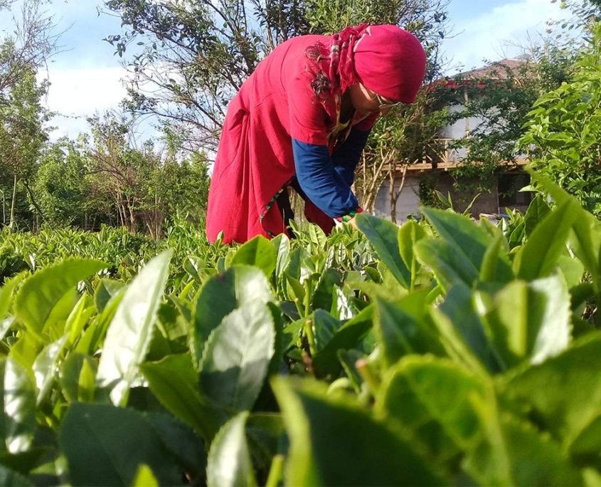 Tasting Iran: Iran Culinary Tour