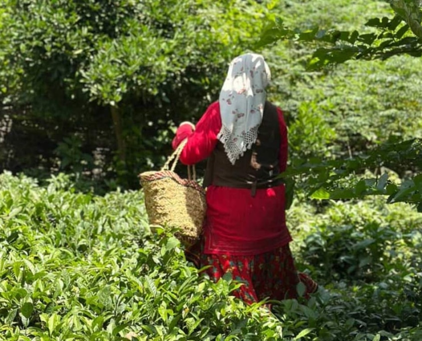 Tasting Iran: Iran Culinary Tour